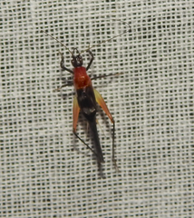 Homoeoxipha lycoides