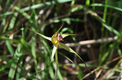 Caladenia valida