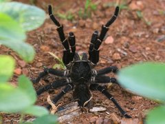 Acanthoscurria juruenicola