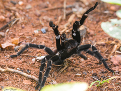 Acanthoscurria juruenicola