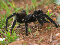 Acanthoscurria juruenicola