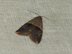 Hydrillodes lentalis