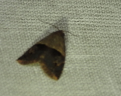 Hydrillodes lentalis