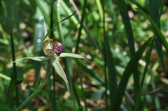 Caladenia valida