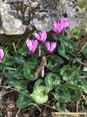 Cyclamen persicum
