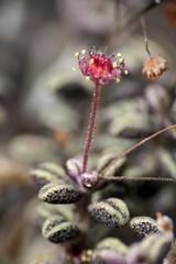 Monanthes laxiflora image