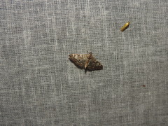 Stathmopoda auriferella