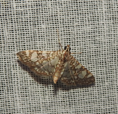 Glyphodes onychinalis