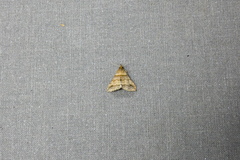 Heterogramma circumflexalis