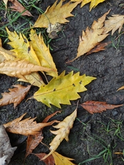 Quercus cerris
