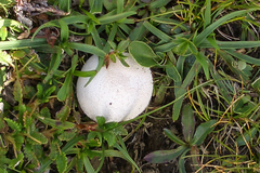 Lycoperdon pratense
