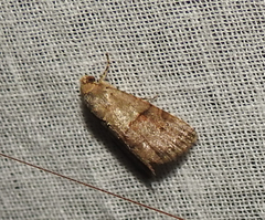 Hydrillodes lentalis