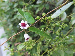 Paederia foetida