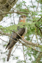 Cuculus solitarius
