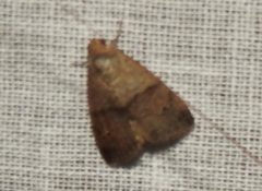 Hydrillodes lentalis