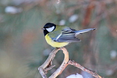 Parus major