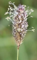 Cenchrus geniculatus