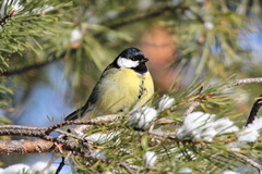 Parus major