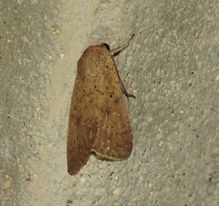 Pandesma
