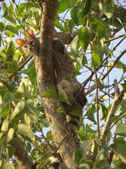 Genetta maculata
