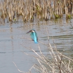 Alcedo atthis bengalensis