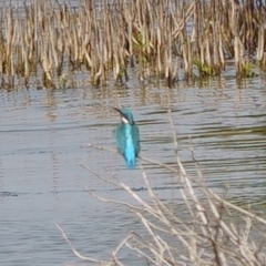 Alcedo atthis bengalensis