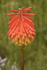 Kniphofia linearifolia