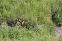 Kniphofia linearifolia