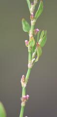 Polygonum aviculare