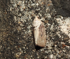 Etanna clopaea