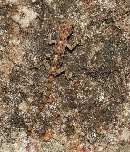 Kalakad Dwarf Gecko, Cnemaspis kalakadensis