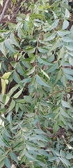 Azadirachta indica