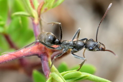 Ophthalmopone hottentota