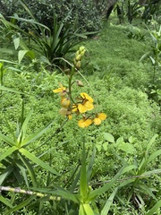 Eulophia streptopetala