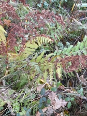 Pteridium aquilinum