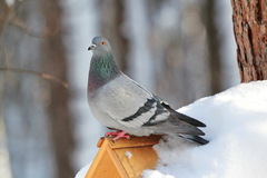 Columba livia
