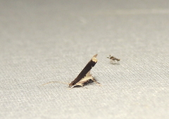 Lecithocera