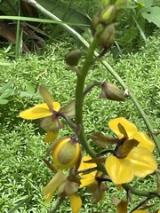 Eulophia streptopetala