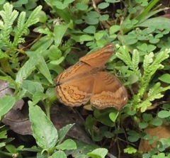 Junonia hedonia ida