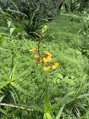 Eulophia streptopetala