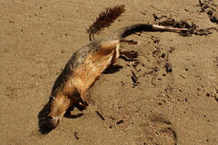 Hydromys chrysogaster