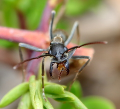Ophthalmopone hottentota