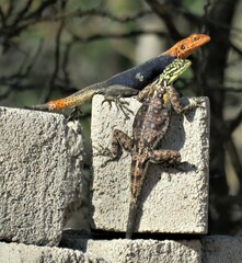 Agama planiceps