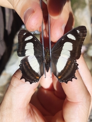 Metamorpha elissa