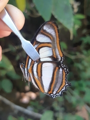 Metamorpha elissa