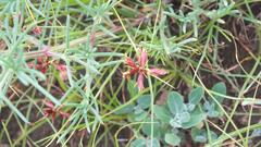 Cyperus rupestris rupestris