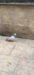 Columba livia domestica