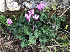 Cyclamen persicum