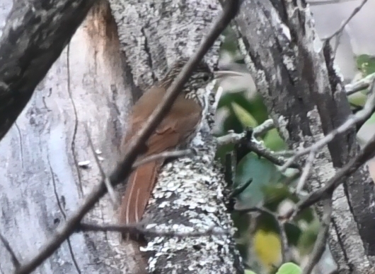 Lepidocolaptes souleyetii image