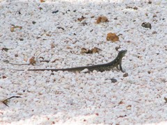 Cnemidophorus murinus